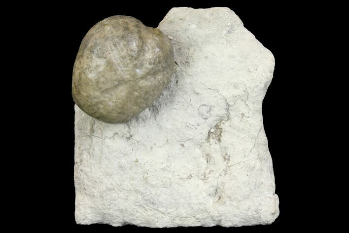 Cretaceous Fossil Sea Urchin (Hemiaster) - Texas #136980